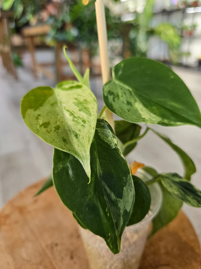 Philodendron hederaceum oxycardium variegata (JP)