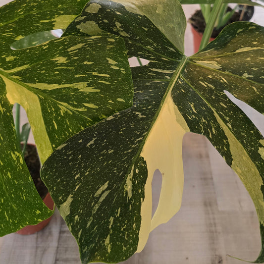 Monstera 'Thai Constellation'