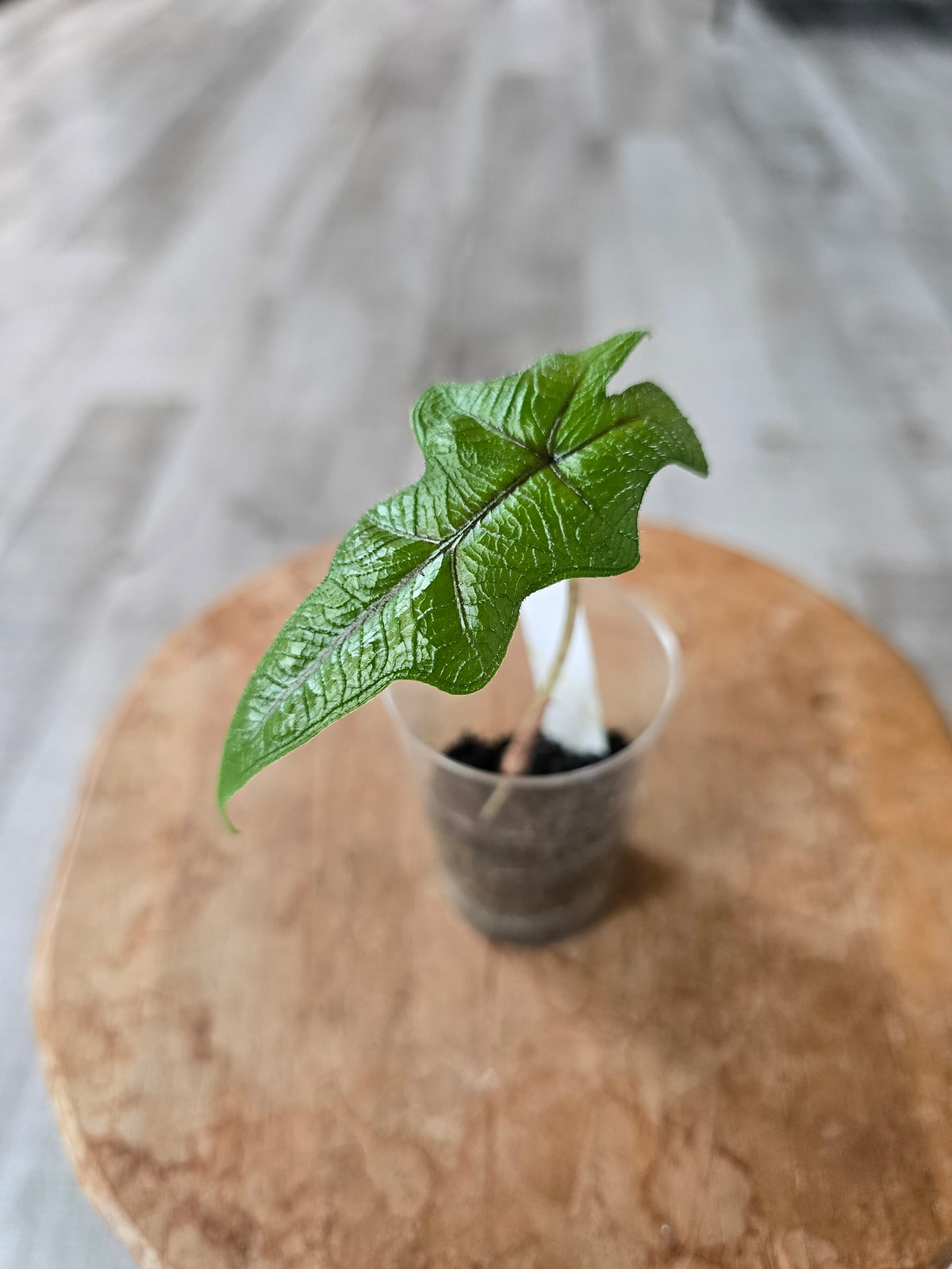 Alocasia Jacklyn (JP)