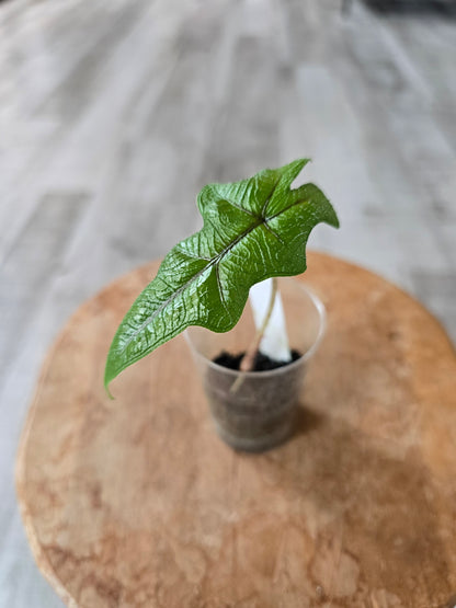 Alocasia Jacklyn (JP)