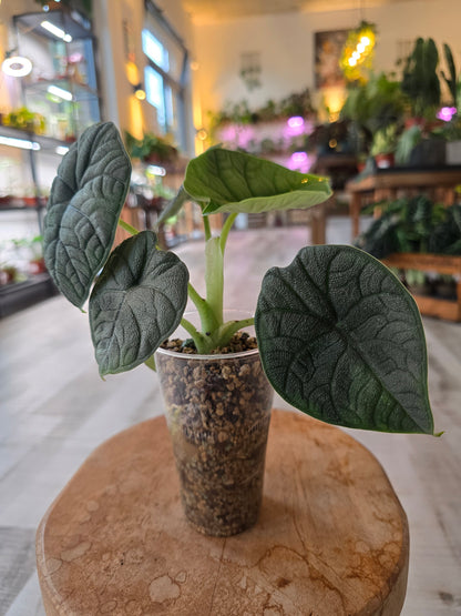 Alocasia melo