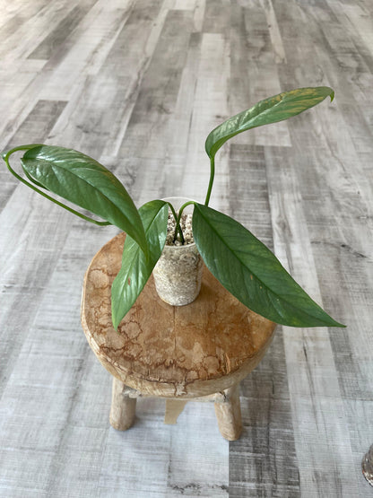 Epipremnum Cebu Blue (JP)