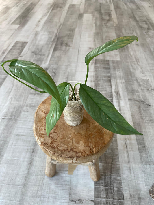 Epipremnum Cebu Blue (JP)