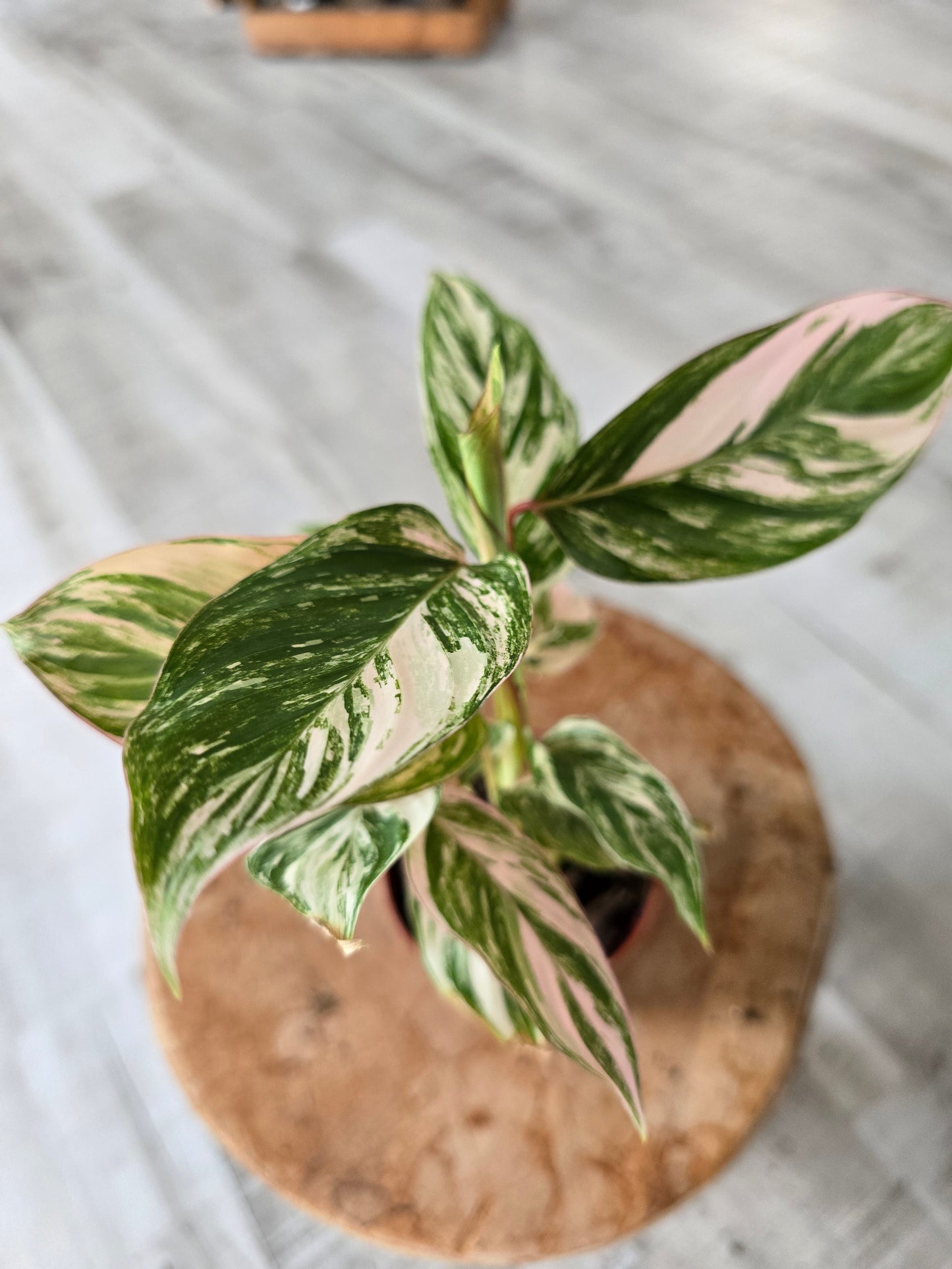 Calathea Glaza