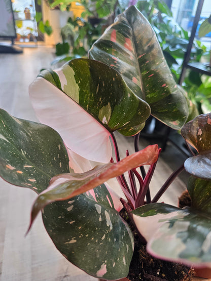 Philodendron Red Anderson Pink