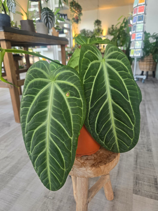 Anthurium villenaorum (2)