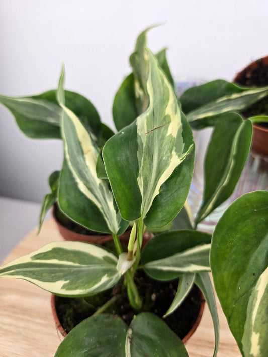 Philodendron hederaceum 'Rio'