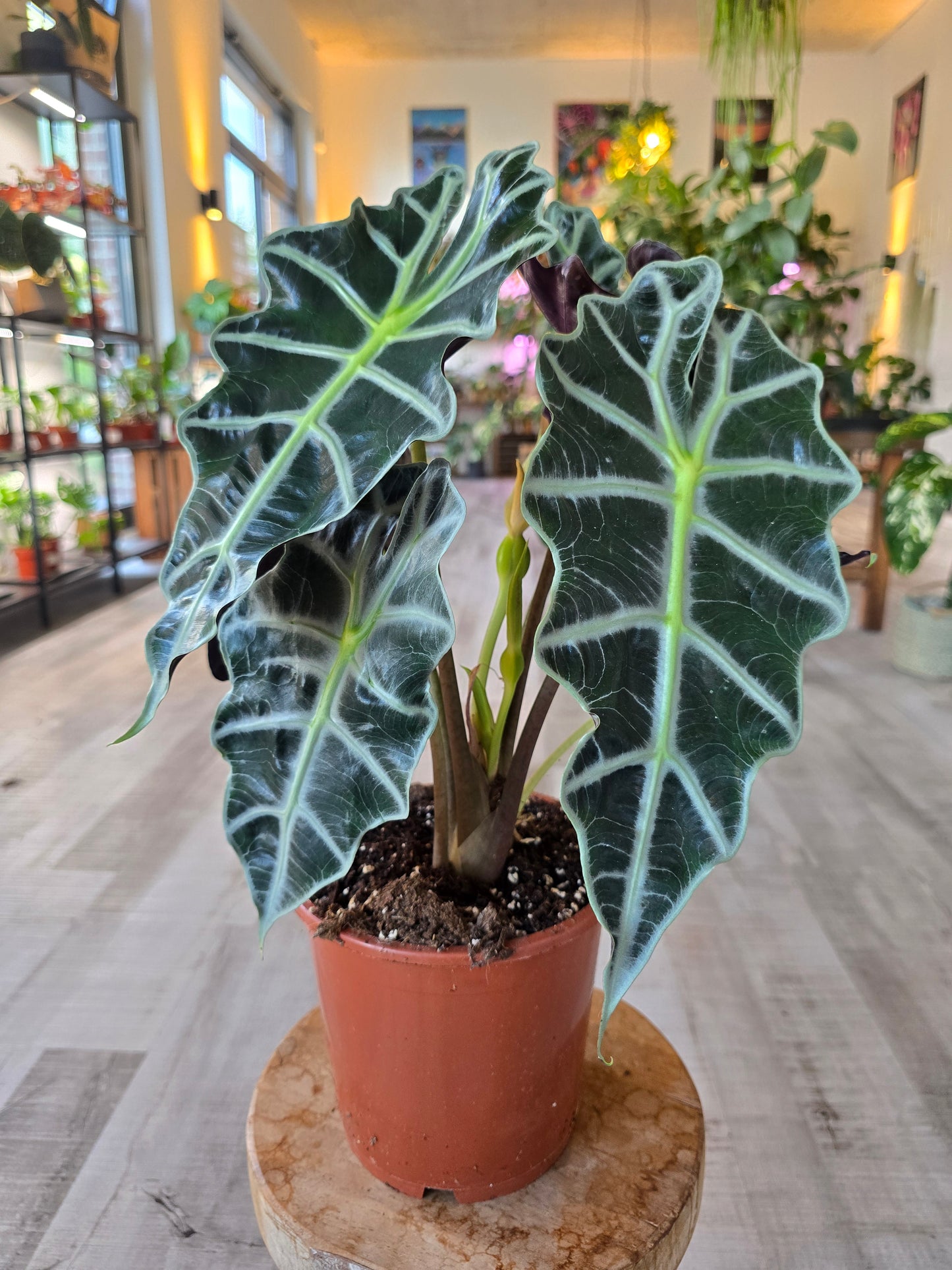 Alocasia Polly