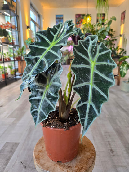 Alocasia Polly