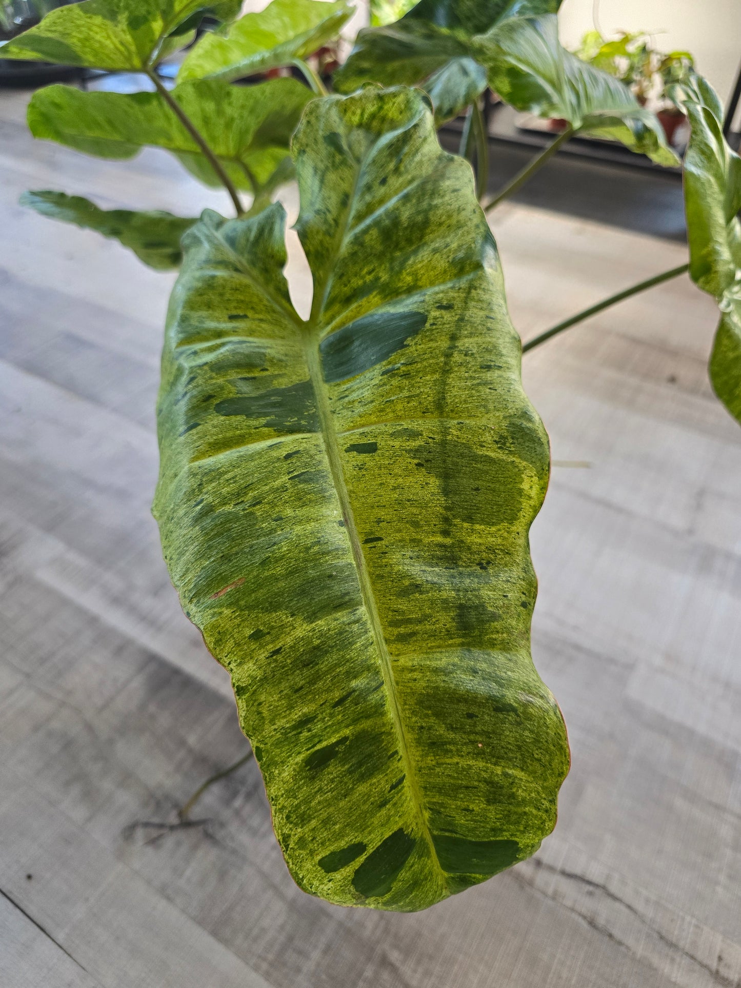 Philodendron Paraiso Verde XL