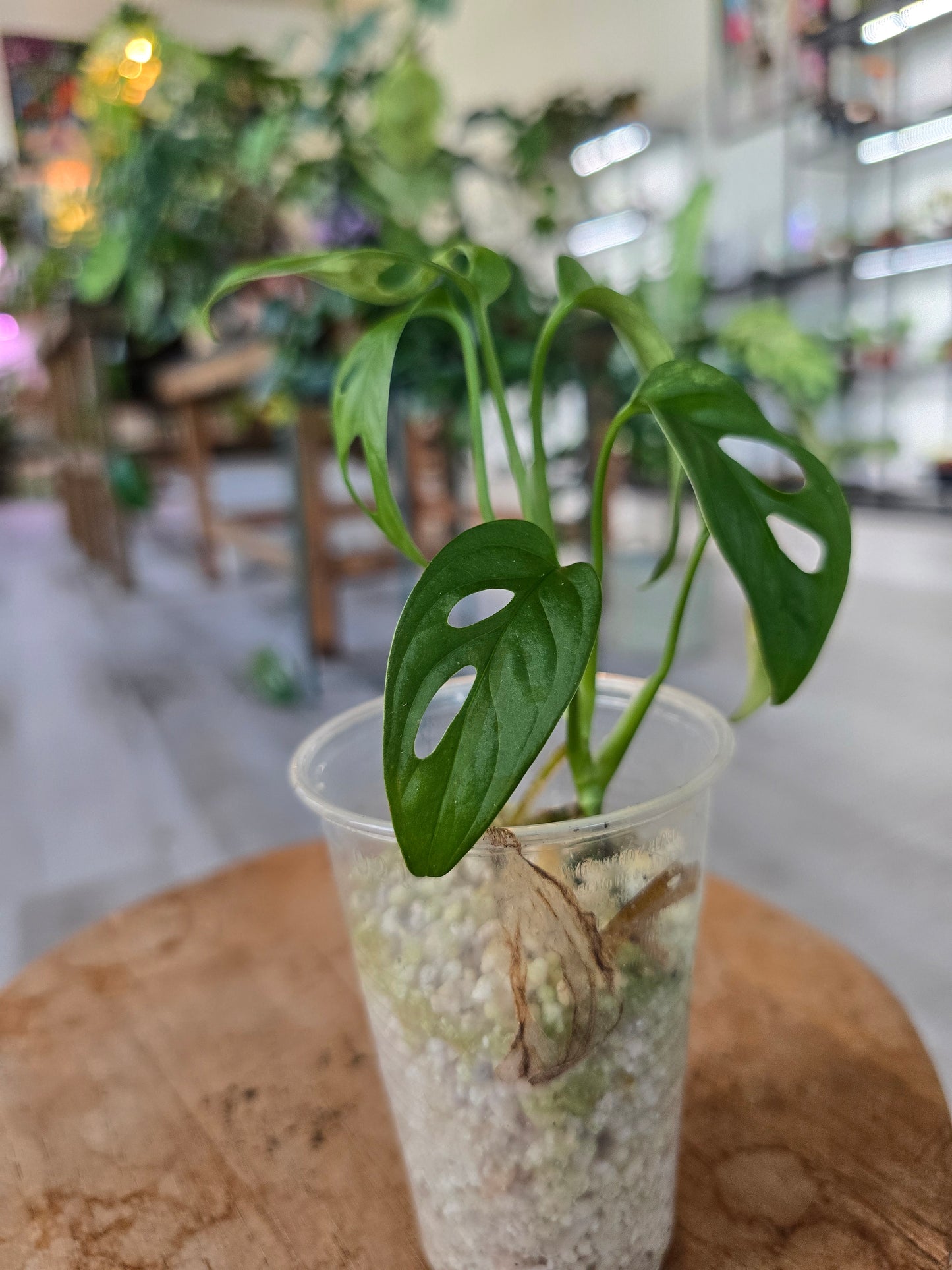 Monstera adansonii variegata (vergrünt) JP