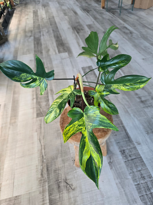 Philodendron Florida Beauty (9)