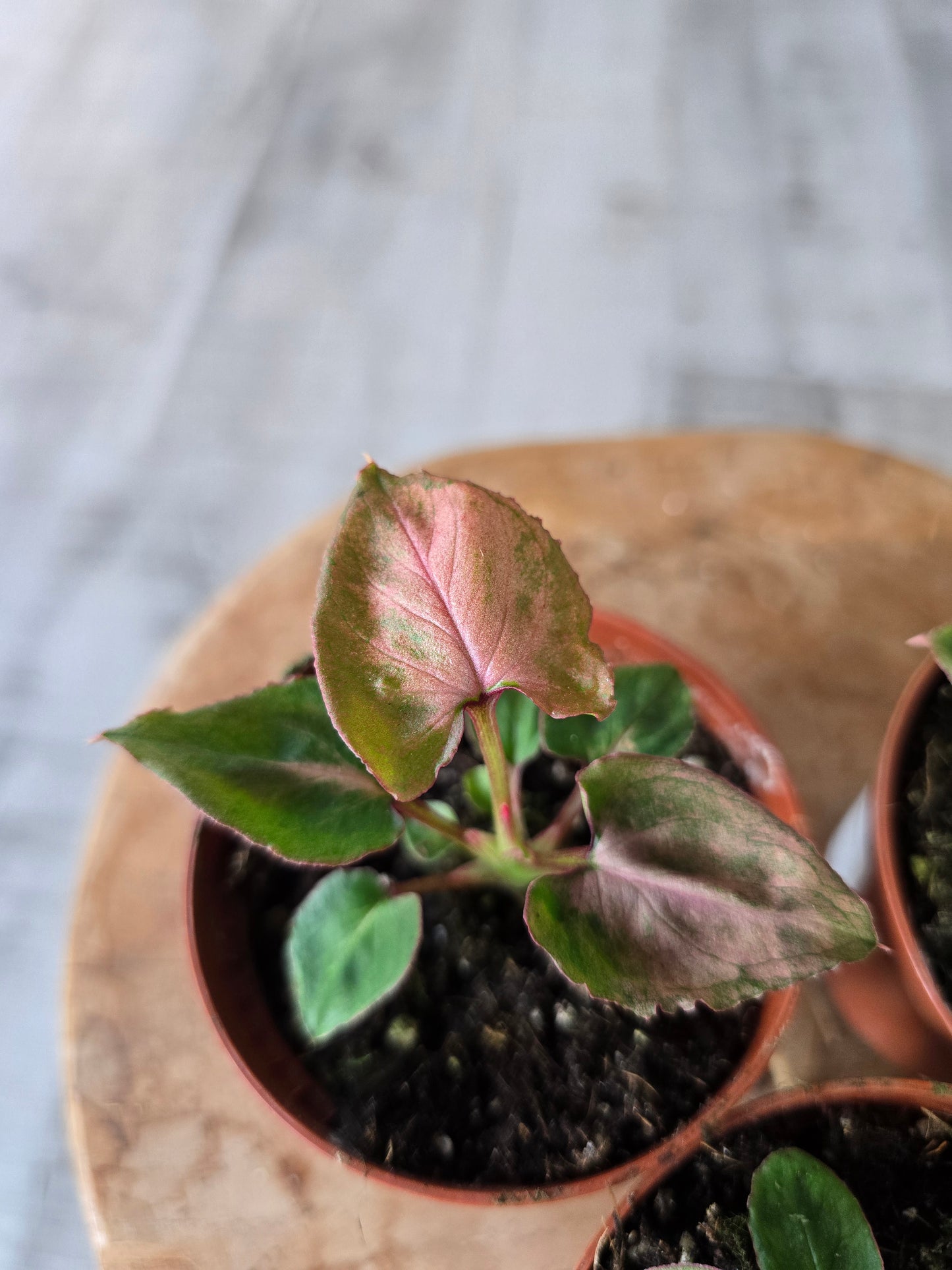 Syngonium Pink Perfection