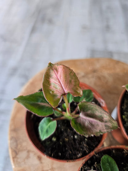 Syngonium Pink Perfection