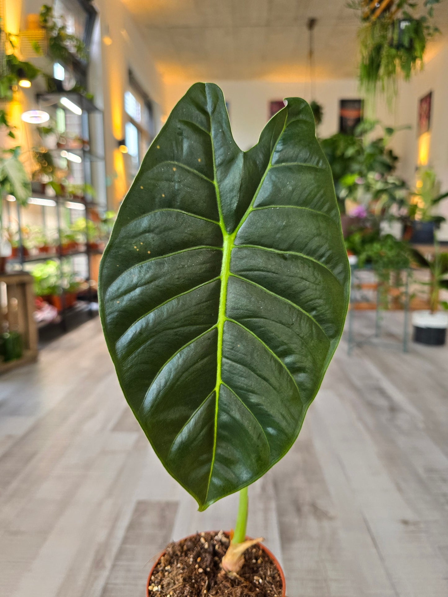 Alocasia Golden Bone (SC)