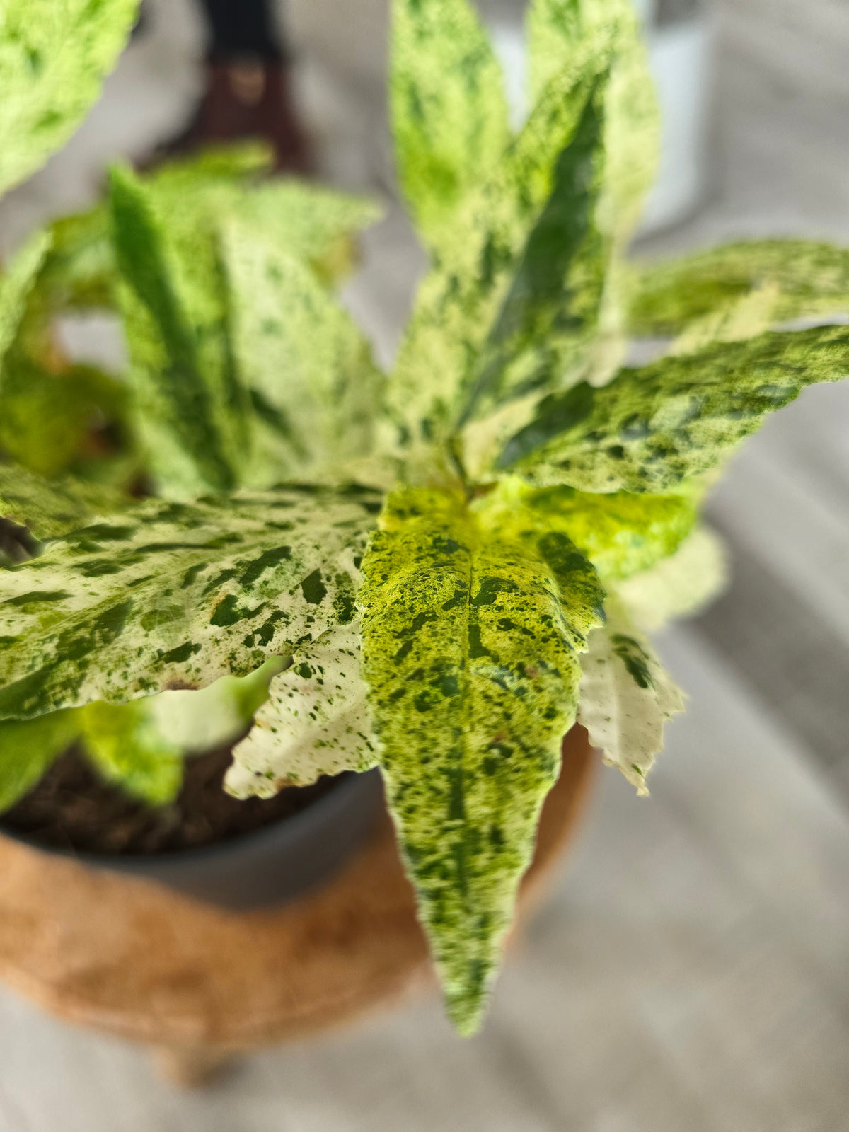 Pellionia repens variegata