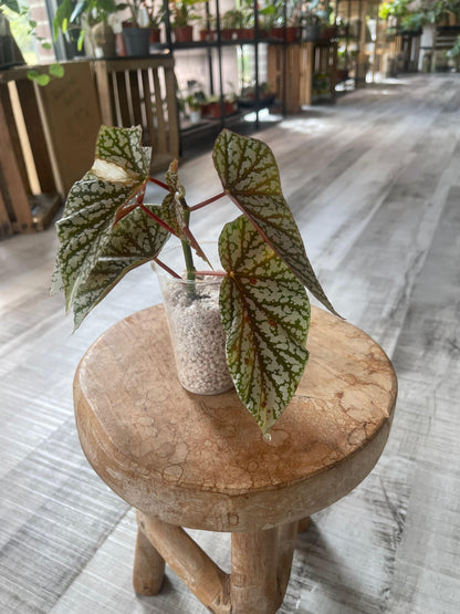 Begonia Snow Cap (RC)