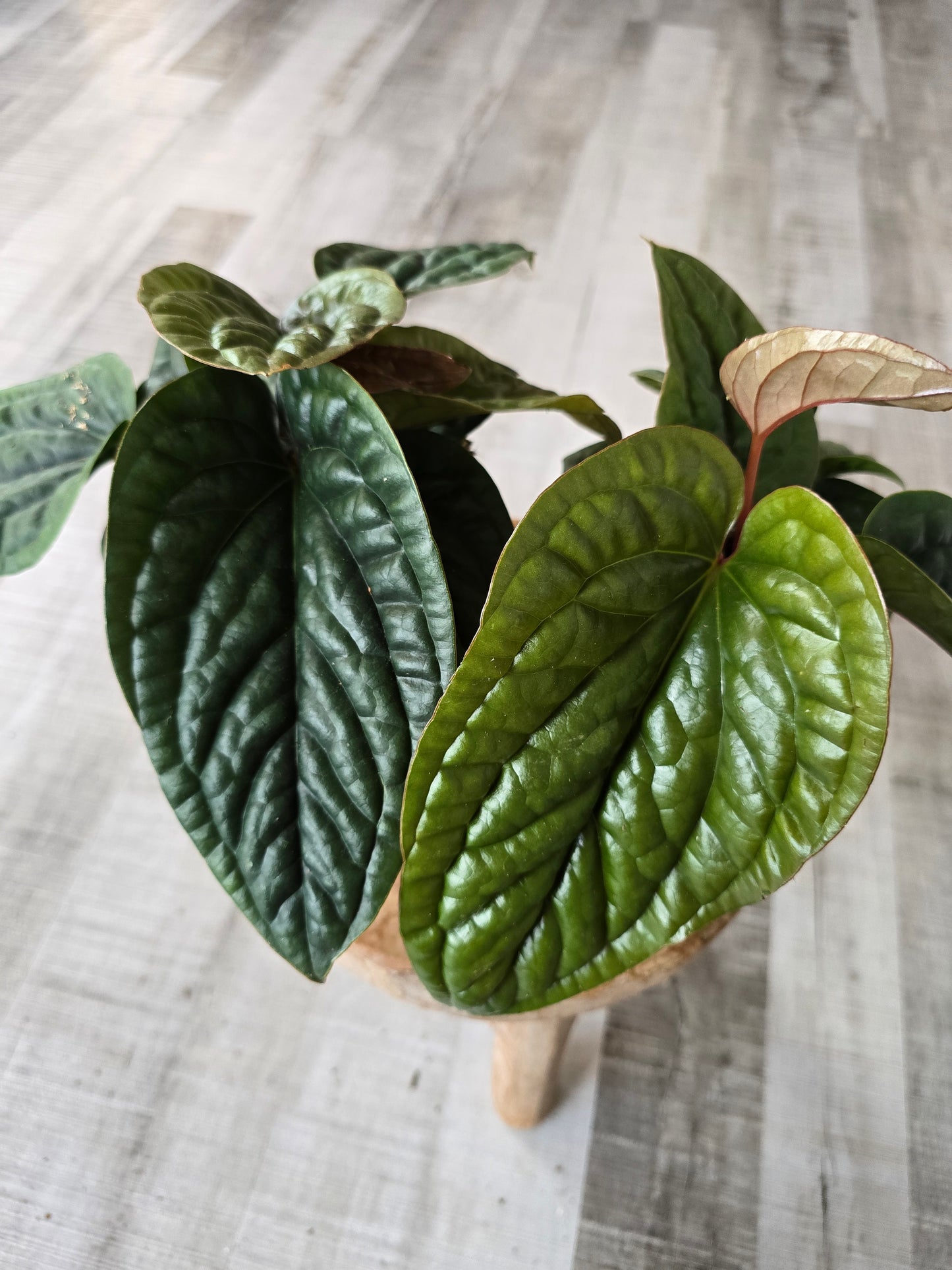 Anthurium Radicans x Luxurians