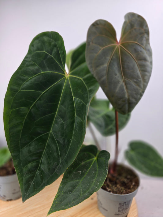 Anthurium 'Dark Phoenix'
