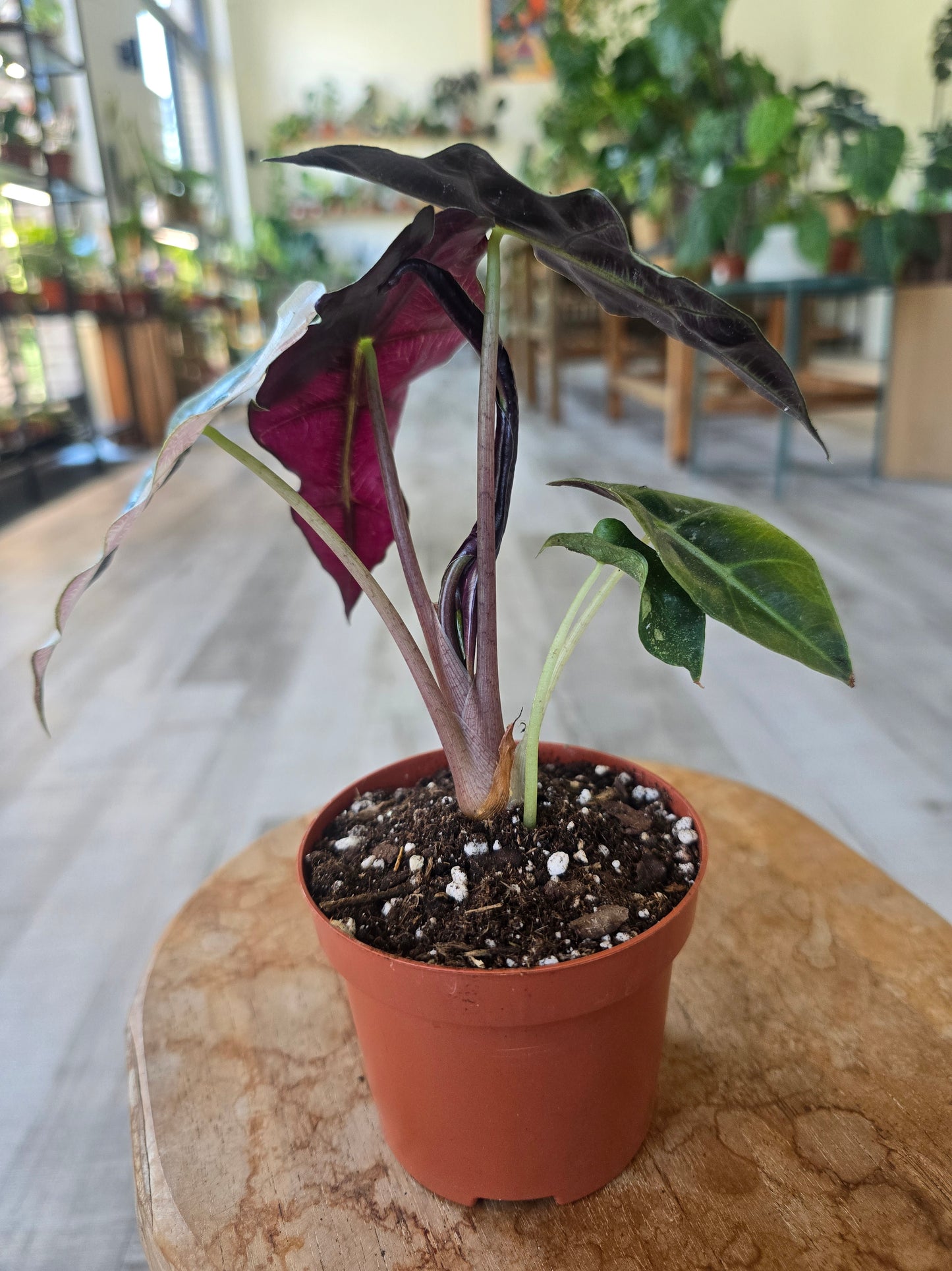 Alocasia Polly 'pink variegata'