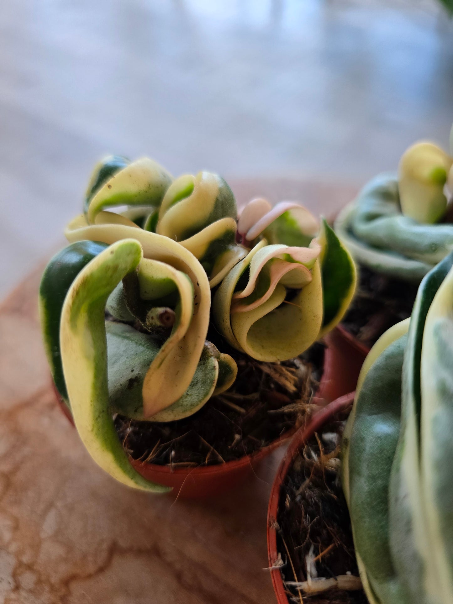 Hoya carnosa Compacta 'variegata'