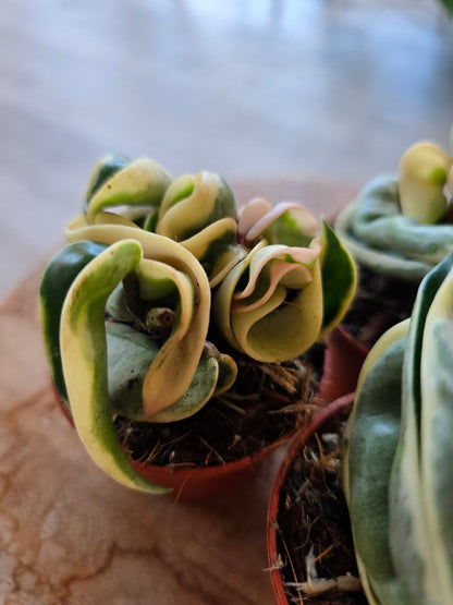 Hoya carnosa Compacta 'variegata'