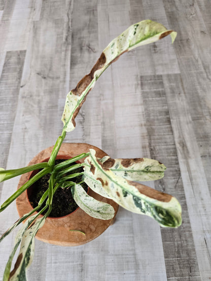 Rhaphidophora puberula variegata (SC1)