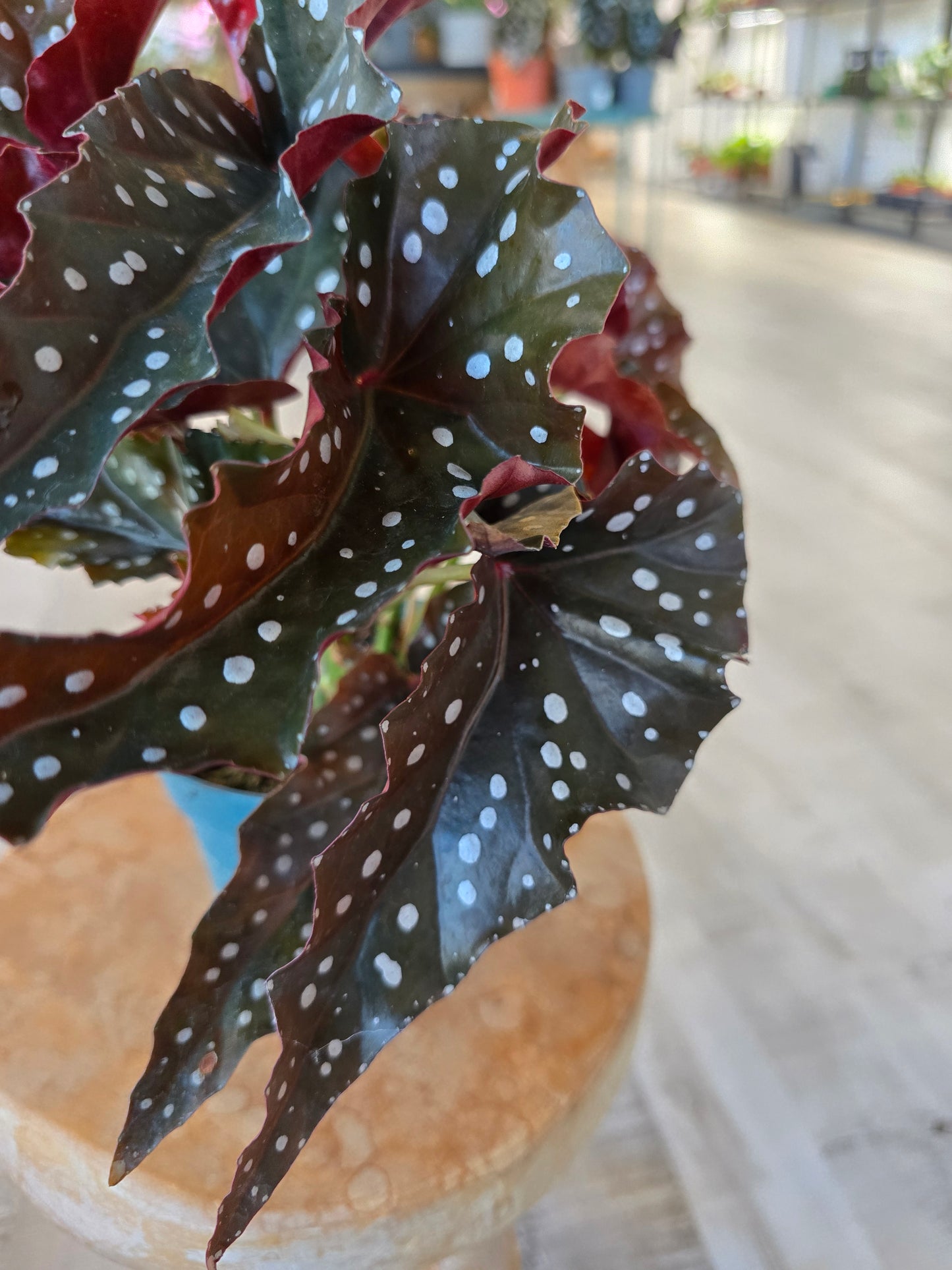 Begonia Maculata 'Black Forest'