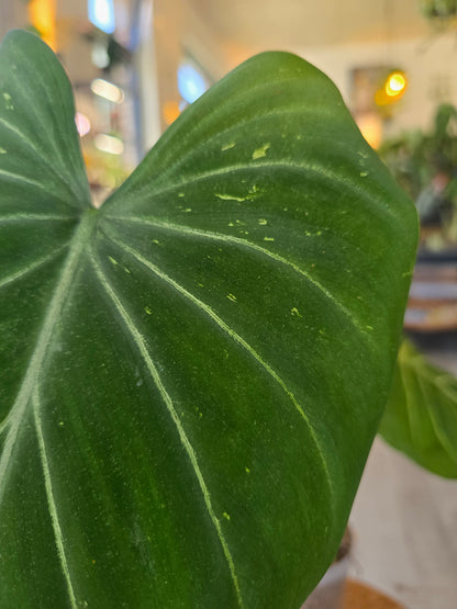 Philodendron Gloriosum Verde (JP)