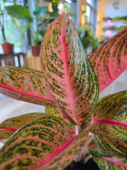 Aglaonema Grand Poppy