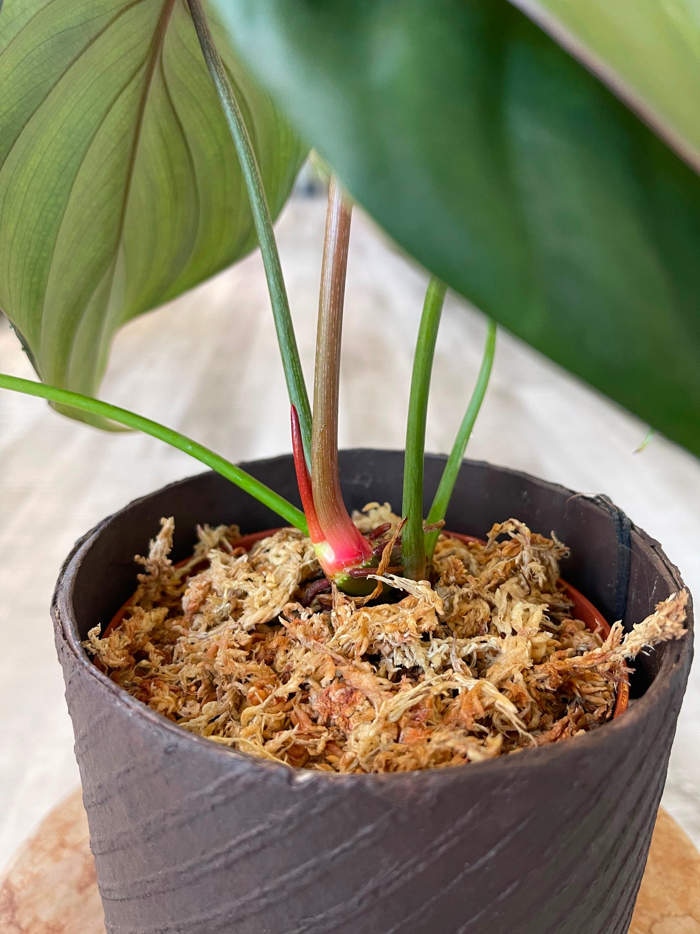 Philodendron Pink Glory (RC)