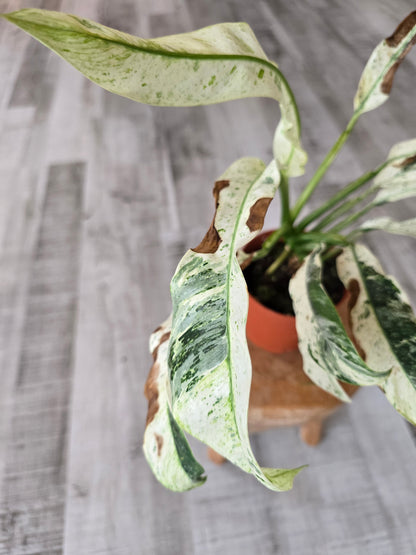 Rhaphidophora puberula variegata (SC1)
