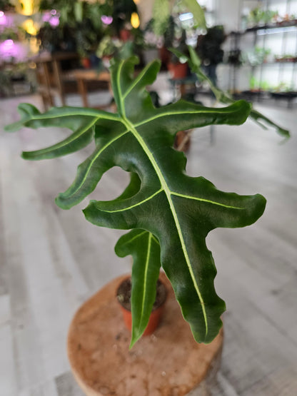 Alocasia Portei 'Zebra Stem'