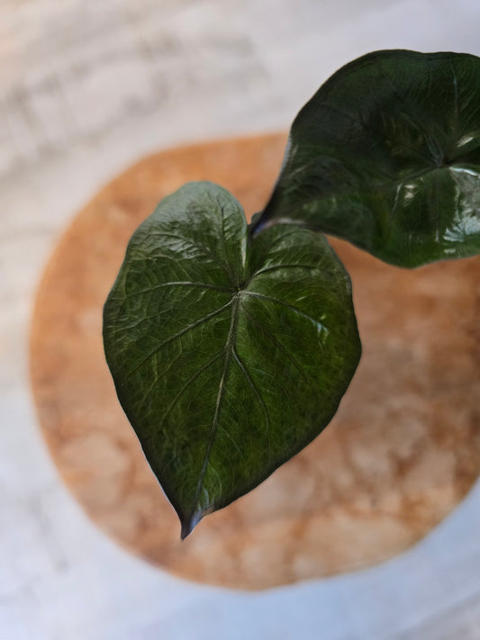 Alocasia Serendipity (JP)