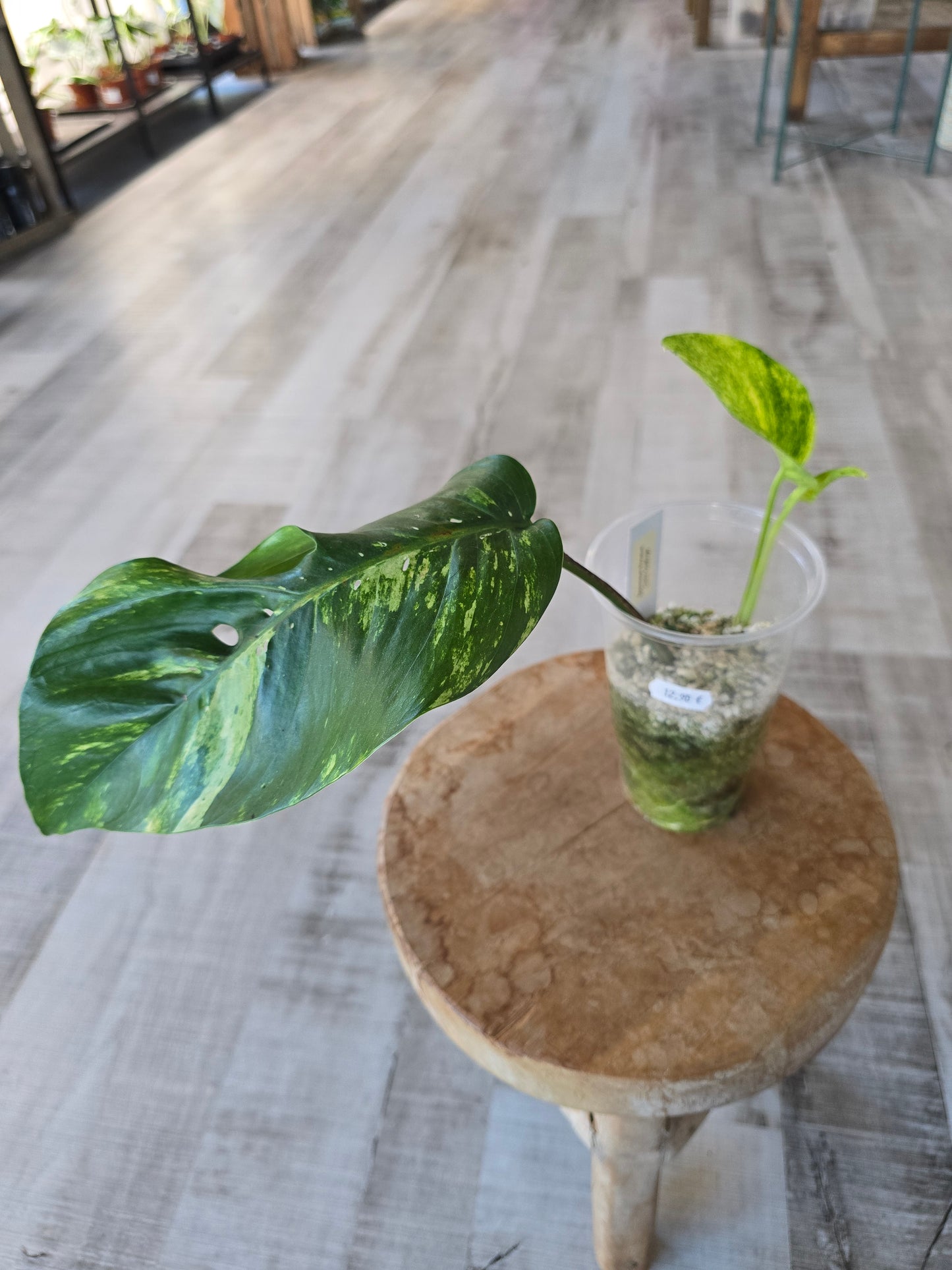 Epipremnum Pinnatum Cintho Goldfinger (RC)