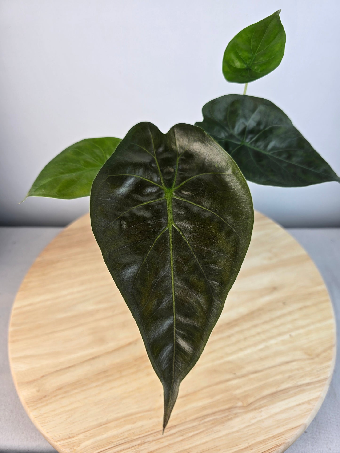 Alocasia Wentii (JP)