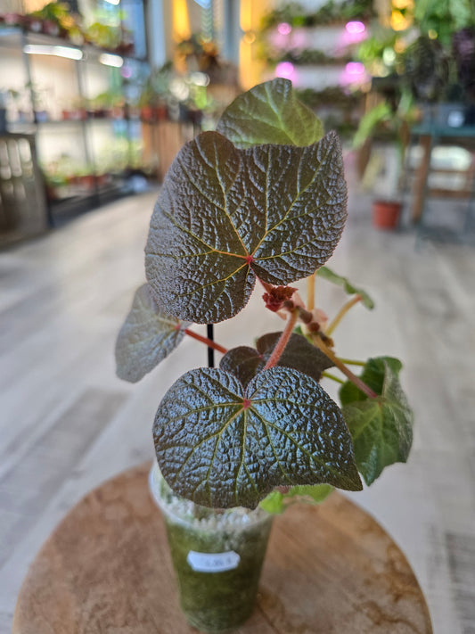 Begonia Boomer (RC1)