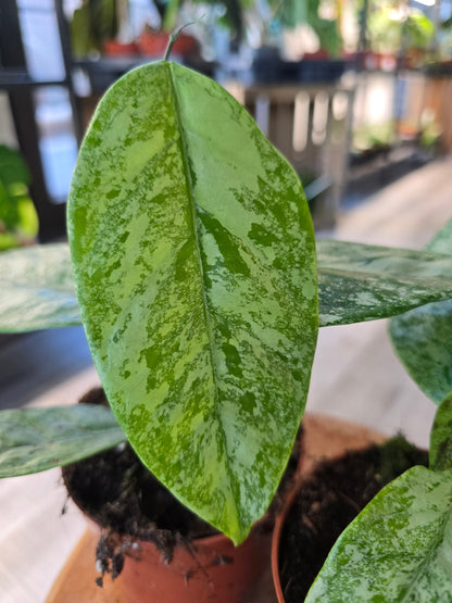 Hoya coriacea silver
