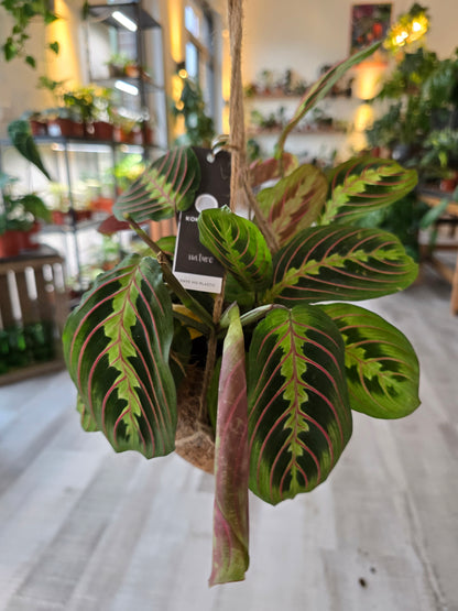 Prayer Plant