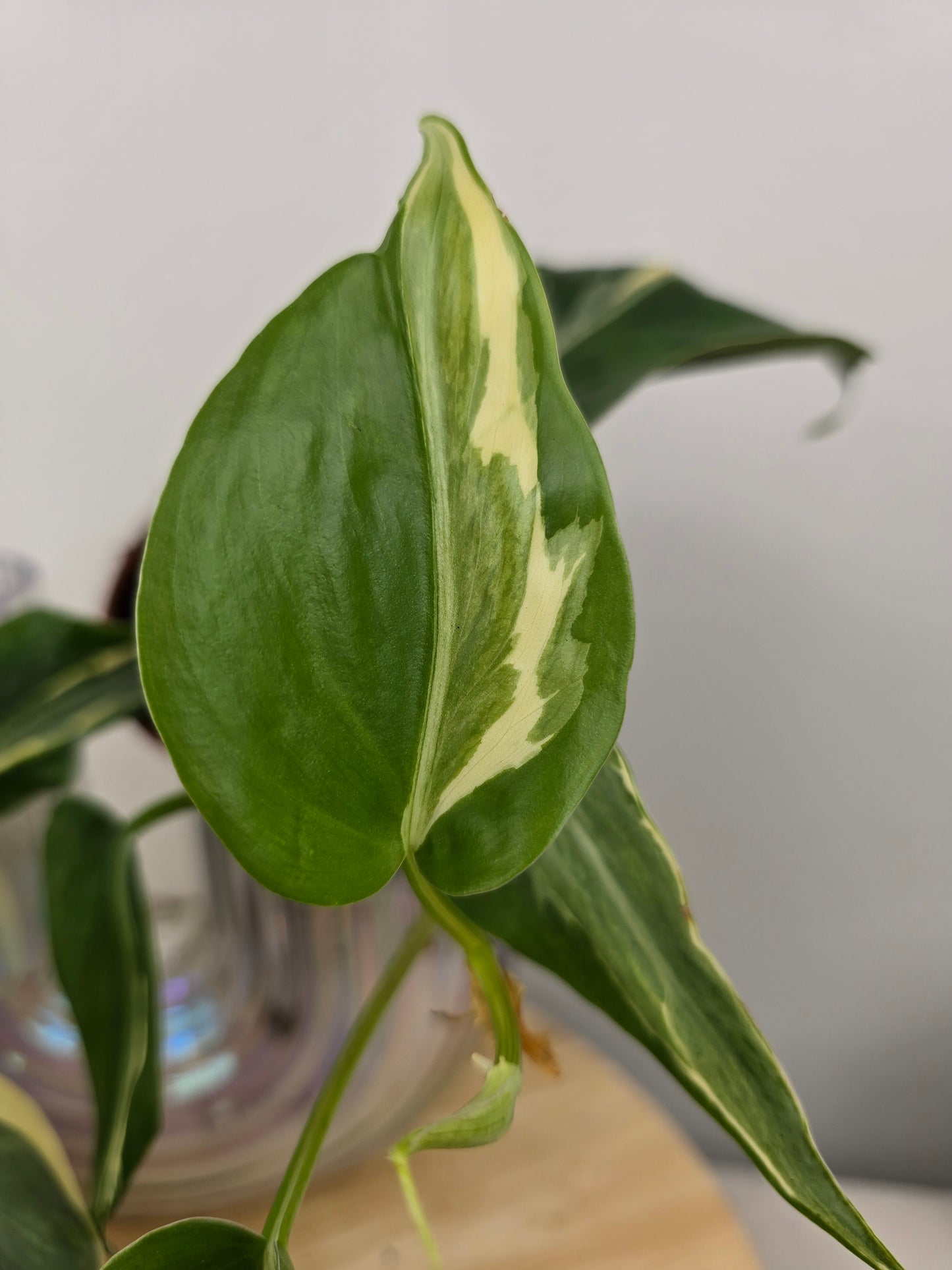 Philodendron hederaceum 'Rio'