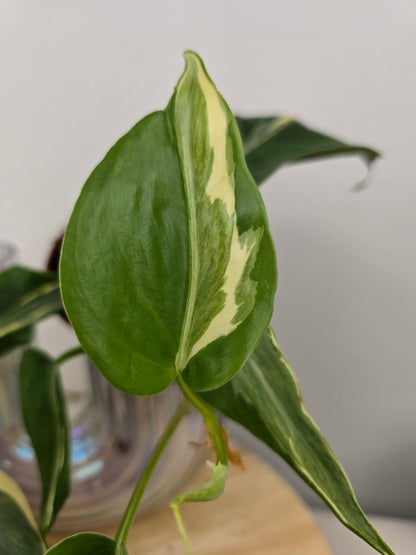 Philodendron hederaceum 'Rio'