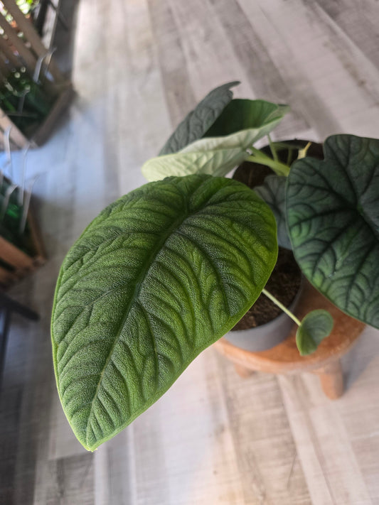 Alocasia melo