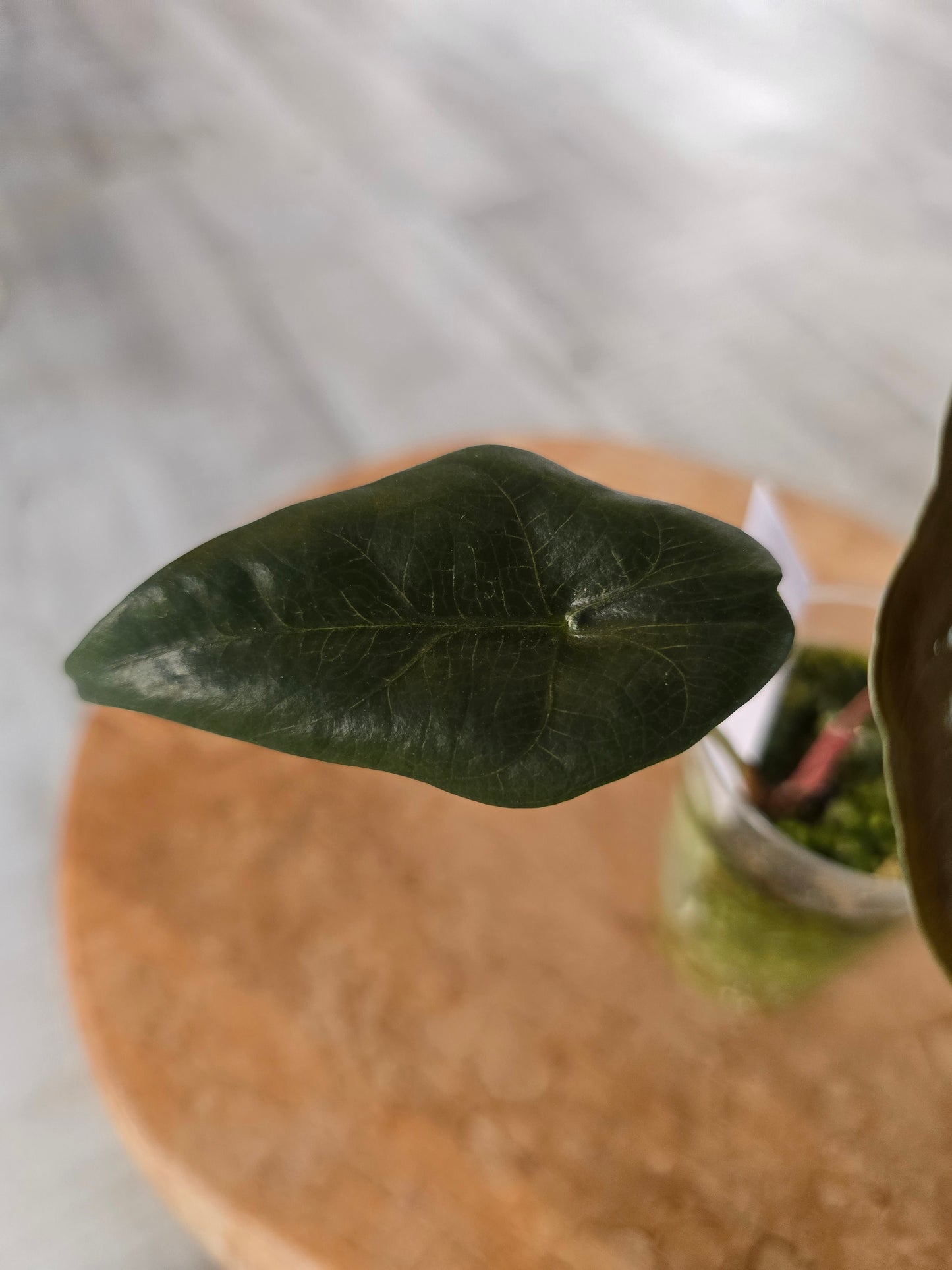 Alocasia chantrieri (JP)