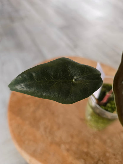 Alocasia chantrieri (JP)