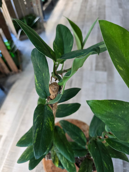 Rhaphidophora elliptica aurea