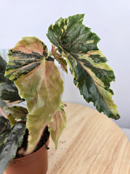 Begonia 'Ginny Galaxy Variegata'