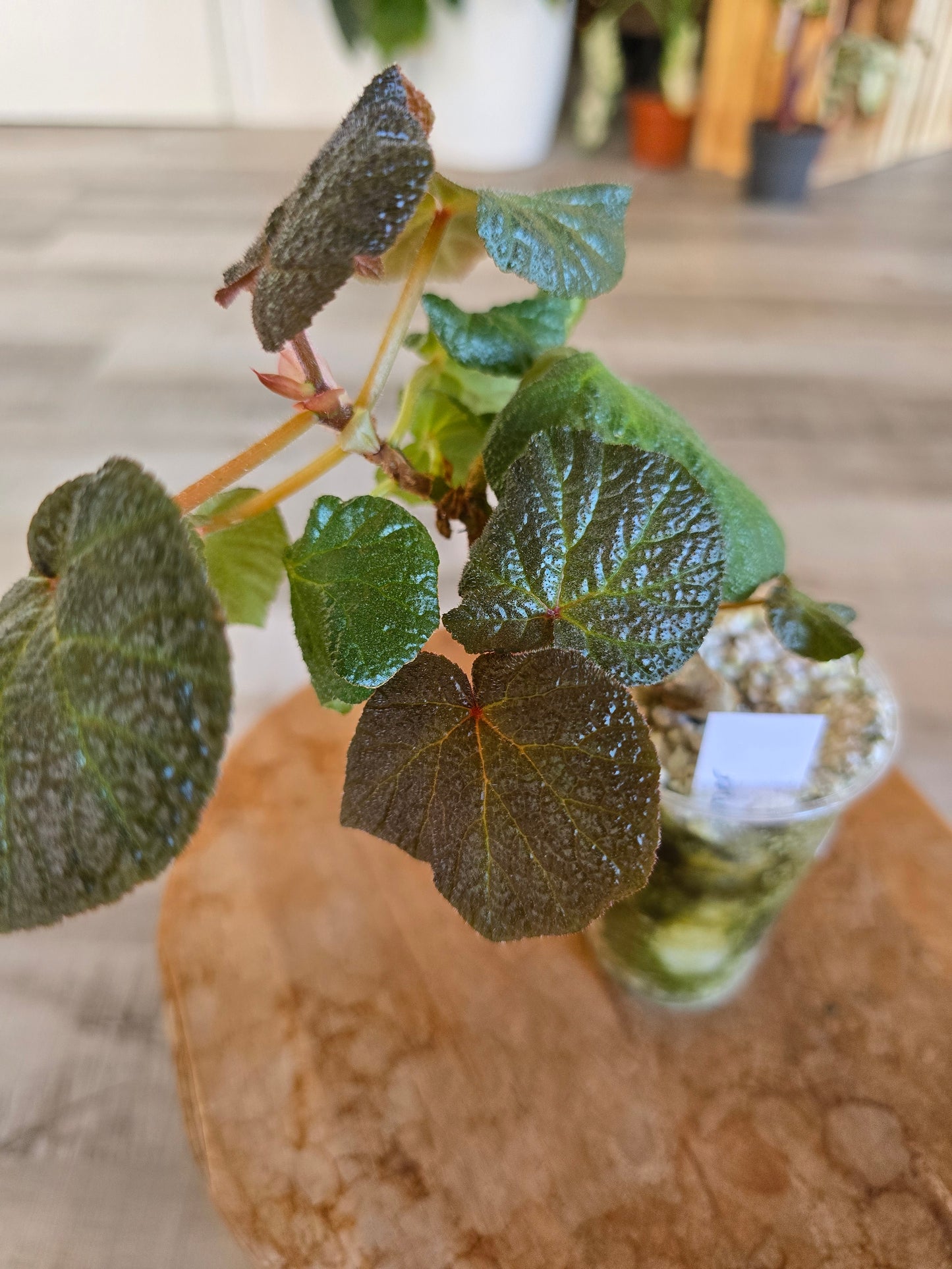 Begonia Boomer (RC1)
