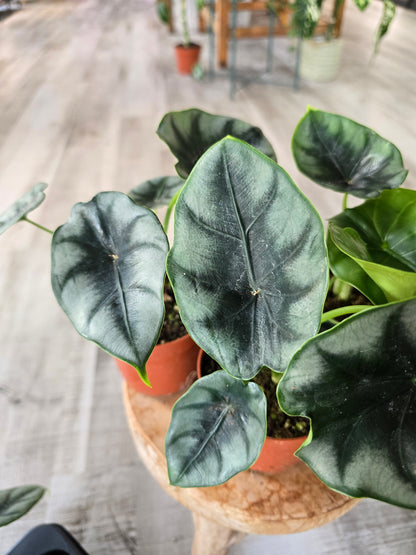 Alocasia reversa
