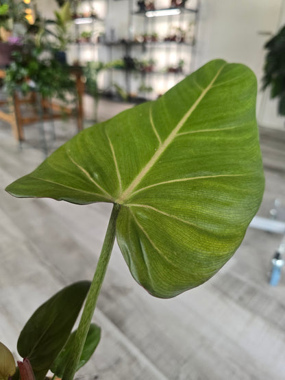 Philodendron 'Summer Glory'