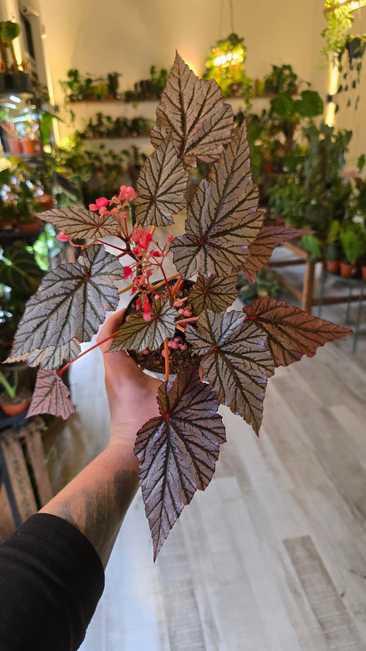 Begonia maculata 'Ashura'